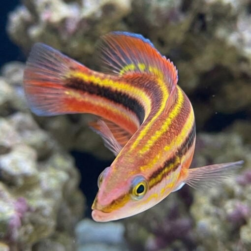 Rainbow Basslet - Image 3