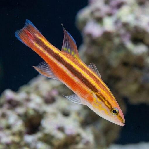 Rainbow Basslet - Image 4