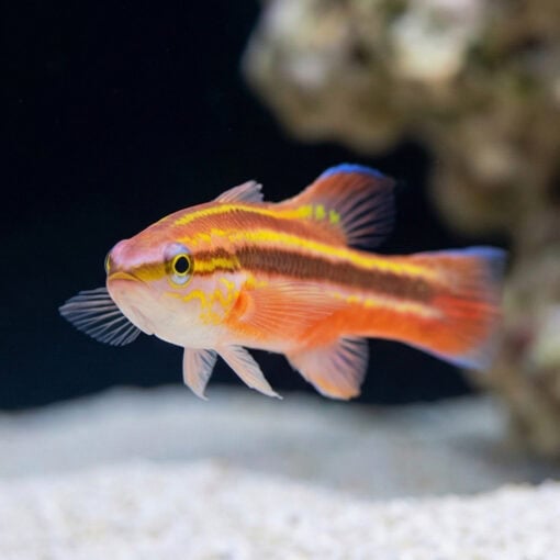 Rainbow Basslet - Image 5