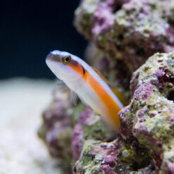 Alternative view of Curious Worm Goby