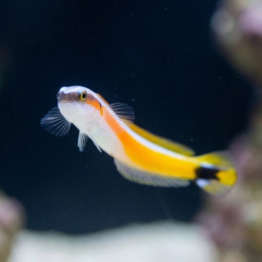 Curious Worm Goby - Image 3