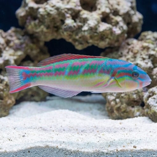 Rainbow Wrasse
