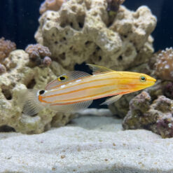 Rainford's Goby