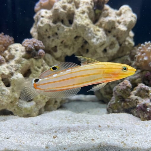 Rainford's Goby