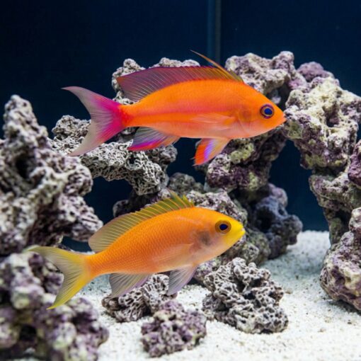 Randalli Anthias