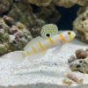 Randalli Shrimpgoby