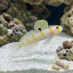 Randalli Shrimpgoby