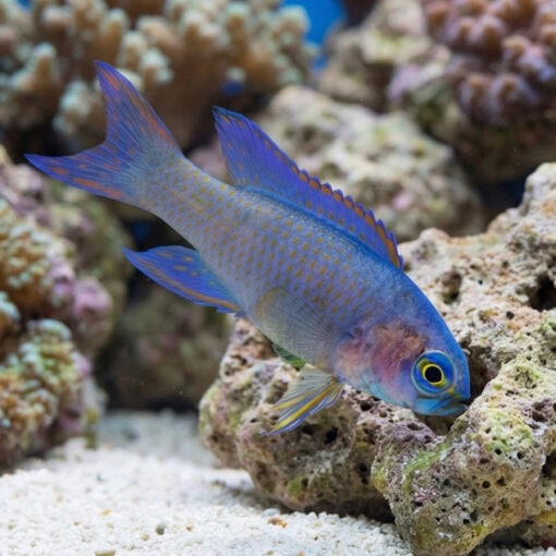 Randalli's Assessor Basslet