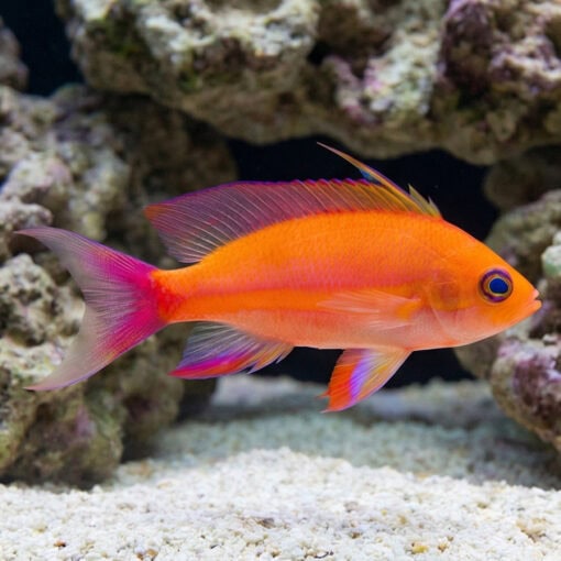 Randalli Anthias - Image 3