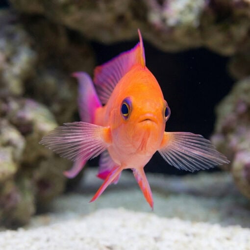 Randalli Anthias - Image 5