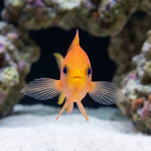 Randalli Anthias - Image 2