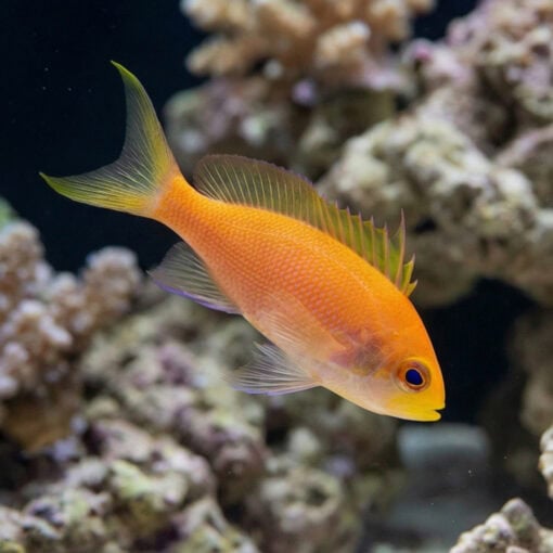 Randalli Anthias - Image 4
