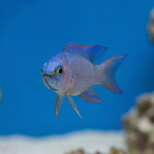 Randalli's Assessor Basslet - Image 2