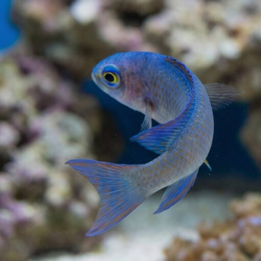 Randalli's Assessor Basslet - Image 3