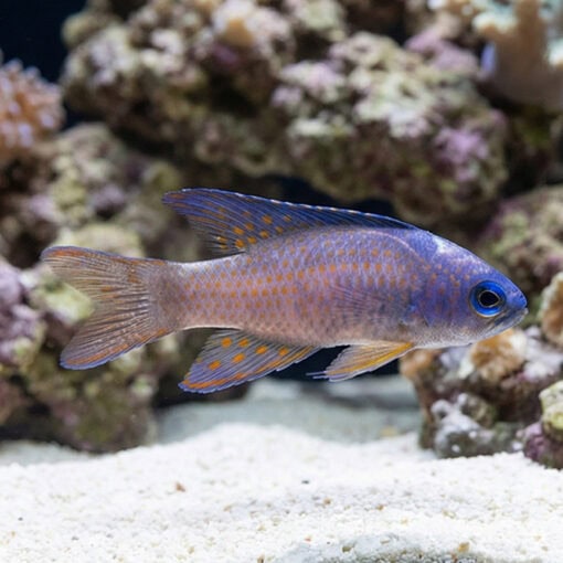 Randalli's Assessor Basslet - Image 4