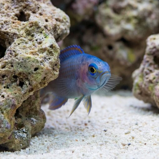 Randalli's Assessor Basslet - Image 5