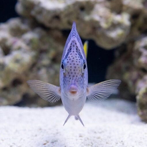 Razor Surgeonfish - Image 2