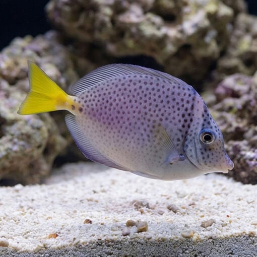 Razor Surgeonfish - Image 3