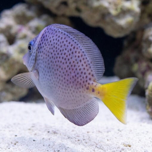 Razor Surgeonfish - Image 4