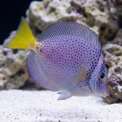 Razor Surgeonfish - Image 5