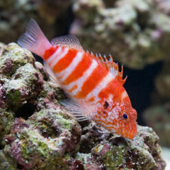 Red Banded Hawkfish
