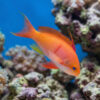 Red Bar Anthias