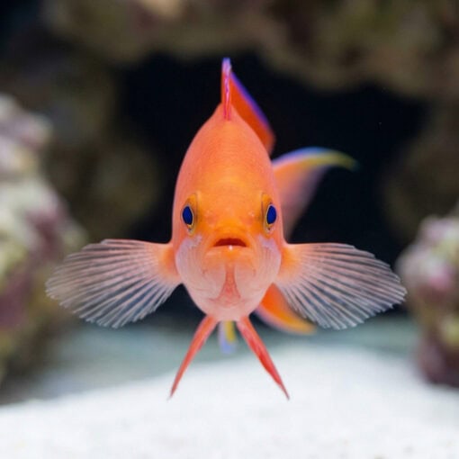 Red Bar Anthias - Image 2