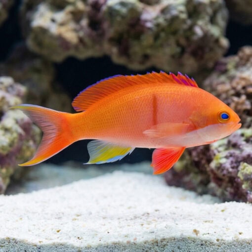 Red Bar Anthias - Image 3