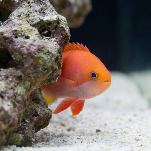 Red Bar Anthias - Image 4