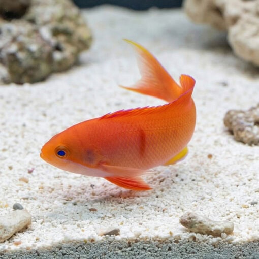 Red Bar Anthias - Image 5