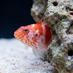 Alternative view of Red Banded Hawkfish