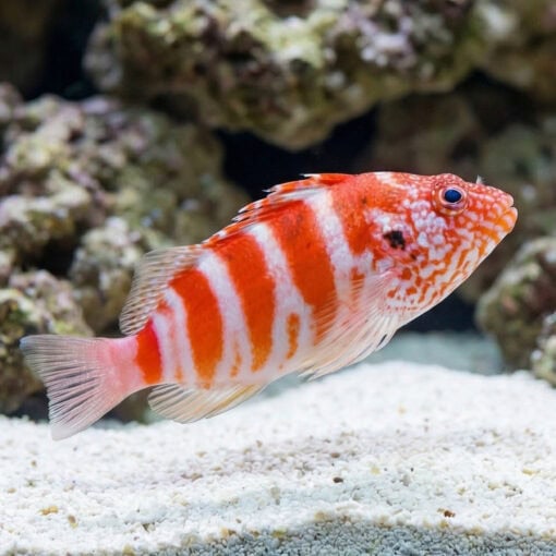 Red Banded Hawkfish - Image 3