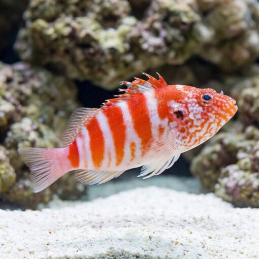 Red Banded Hawkfish - Image 4