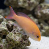 Red Belted Anthias