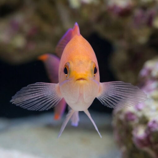 Red Belted Anthias - Image 2