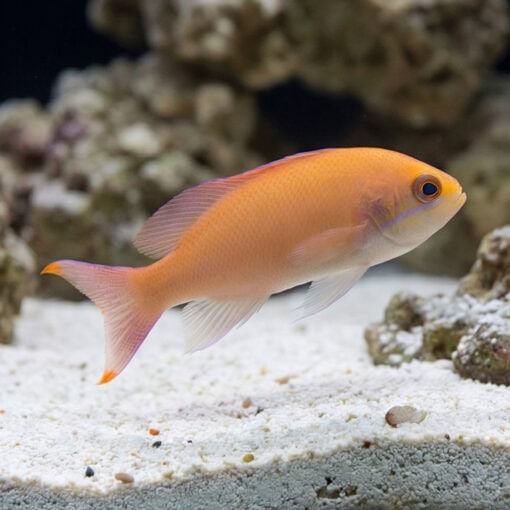 Red Belted Anthias - Image 3