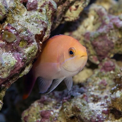 Red Belted Anthias - Image 4