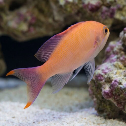 Red Belted Anthias - Image 5