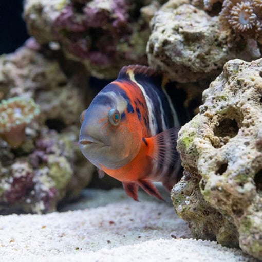 Red Breasted Maori Wrasse - Image 2