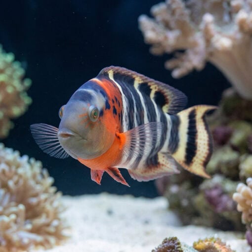 Red Breasted Maori Wrasse - Image 4