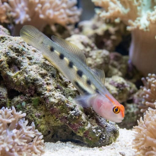 Red Cap Goby