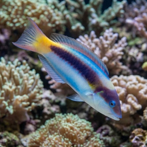 Red Cheek Wrasse