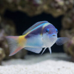Alternative view of Red Cheek Wrasse