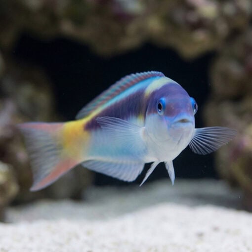 Red Cheek Wrasse - Image 2