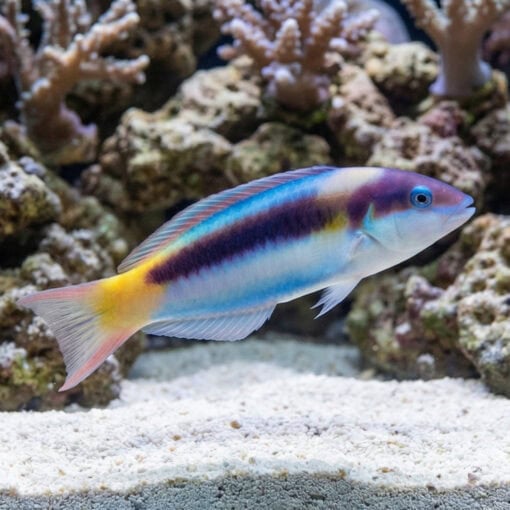 Red Cheek Wrasse - Image 3