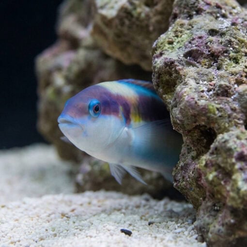 Red Cheek Wrasse - Image 4