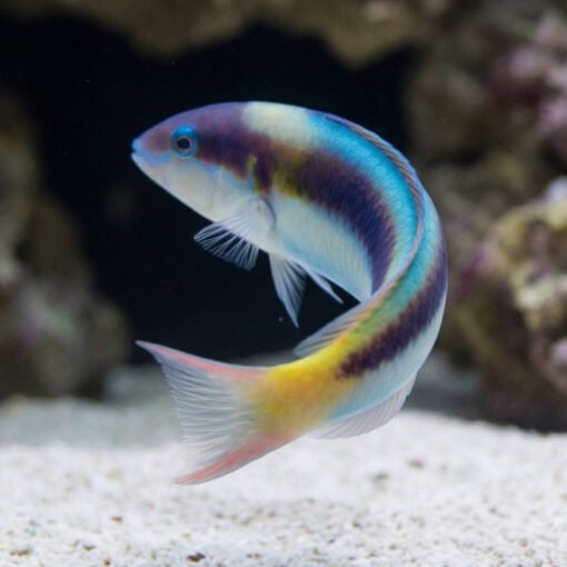 Red Cheek Wrasse - Image 5