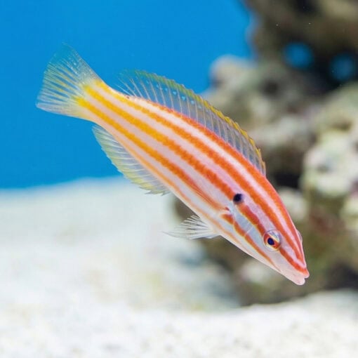 Red Cigar Wrasse