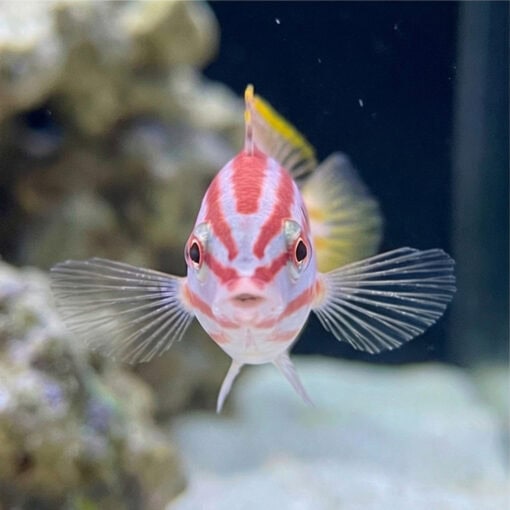 Red Cigar Wrasse - Image 2