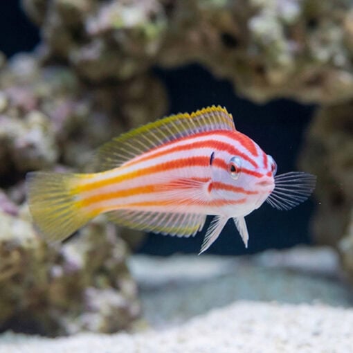 Red Cigar Wrasse - Image 3